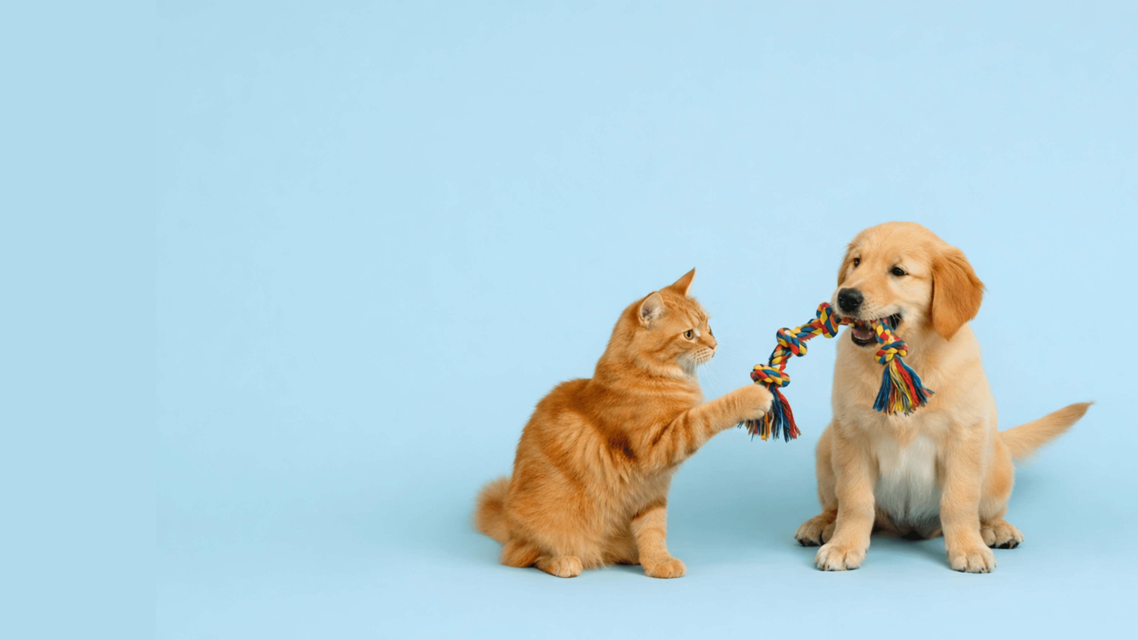 Pet3a2id header